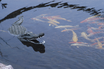  Floating Alligator Decoy | Garden Decor