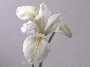 Her Highness | Iris