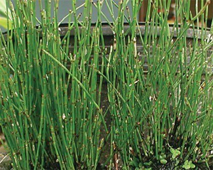 Dwarf Horsetail | Hardy  - Low  Growing