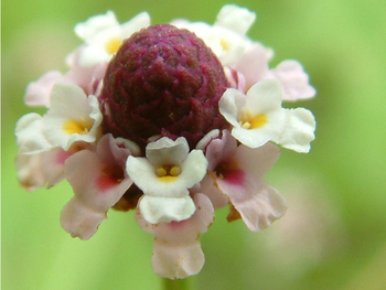 Frog Fruit | Bog Plants