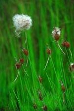 Miniature Cattail | Hardy -  Medium Height