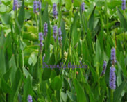 Purple Pickerel | Hardy -  Medium Height