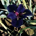 Black Gamecock Iris